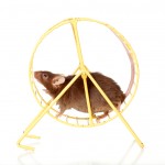 Brown mouse running in a wheel.